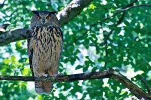 owl user adoption strategy