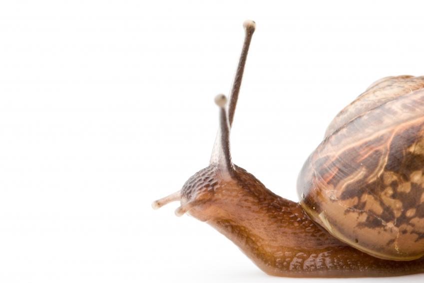 Snail