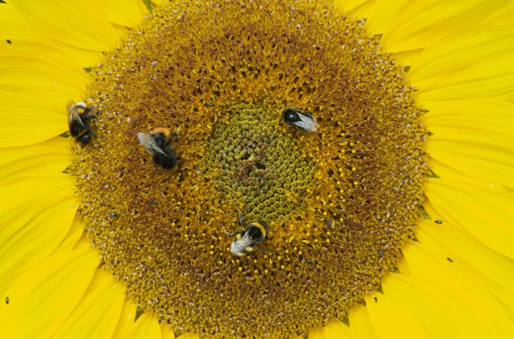 Sunflower Sunflowe